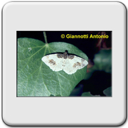 Geometridae - Ligdia adustata