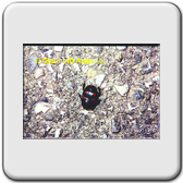 Ister quadrimaculatus