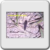 Lampyris noctluca (lucciola) - larva