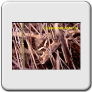 Noctuidae - Grammodes bifasciata 