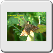Noctuidae - Euclidia glyphica