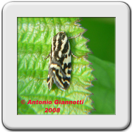 Noctuidae - Emmelia trabealis