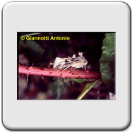 Noctuidae - Autographa gamma