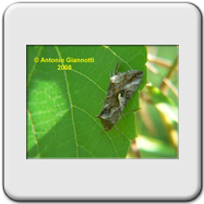 Noctuidae - Autographa gamma