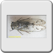 Cicadidae - Cicada orni