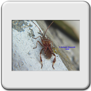 Coreidae - Leptoglossus occidentalis