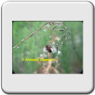 Lygaeidae - Lygaeus equestris