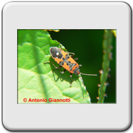 Lygaeidae - Lygaeus equestris