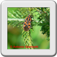 Lygaeidae - Spilostethus saxatilis