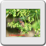 Lygaeidae - Spilostethus saxatilis