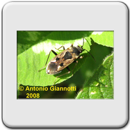 Lygaeidae - Rhyparochromus vulgaris