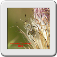 Rhopalidae - Stictopleurus abutilion