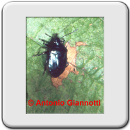 Pentatomidae - Zicrona coerulea