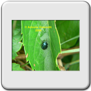 Pentatomidae - Zicrona coerulea