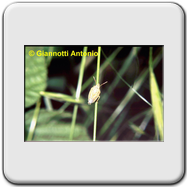 Pentatomidae - Graphosoma italicum - ninfa