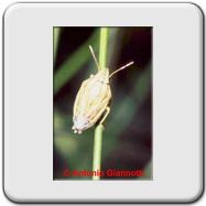 Pentatomidae - Graphosoma italicum