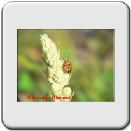 Pentatomidae - Carpocoris pudicus