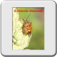 Pentatomidae - Graphosoma italicum