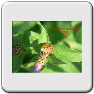 Pentatomidae - Nezara viridula - sviluppo 