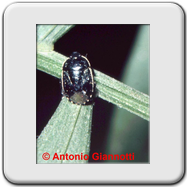Pentatomidae - Carpocoris pudicus