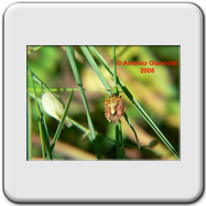 Pentatomidae
