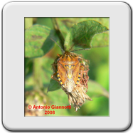 Pentatomidae