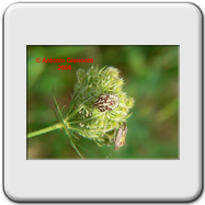 Pentatomidae