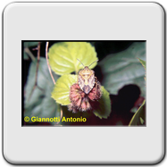 Pentatomidae