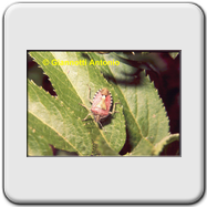 Pentatomidae