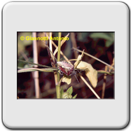 Pentatomidae