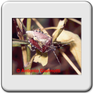 Pentatomidae