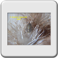 Pentatomidae