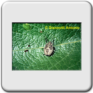 Pentatomidae