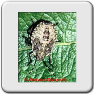 Pentatomidae