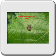 Pentatomidae