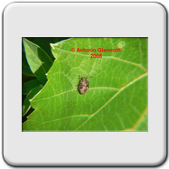 Pentatomidae
