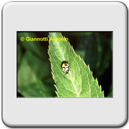 Pentatomidae