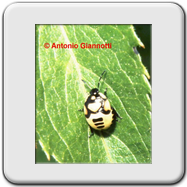 Pentatomidae