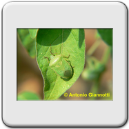 Pentatomidae - Nezara viridula