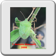 Pentatomidae - Nezara viridula