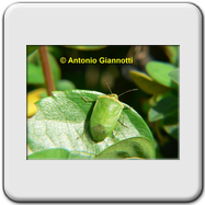 Pentatomidae - Nezara viridula f. torquata