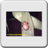Pentatomidae - Dolycoris baccarum