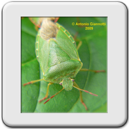 Pentatomidae - Palomena prasina