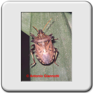 Pentatomidae - Dolycoris baccarum