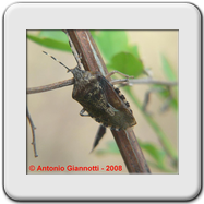 Pentatomidae - Rhaphigaster nebulosa