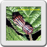 Pentatomidae - Graphosoma italicum