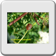 Pentatomidae - Graphosoma italicum