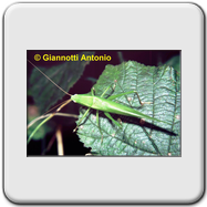 Tettigoniidae - Ruspolia nitidula