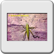 Tettigoniidae - Ruspolia nitidula