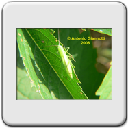 Tettigoniidae - Ruspolia nitidula - larva